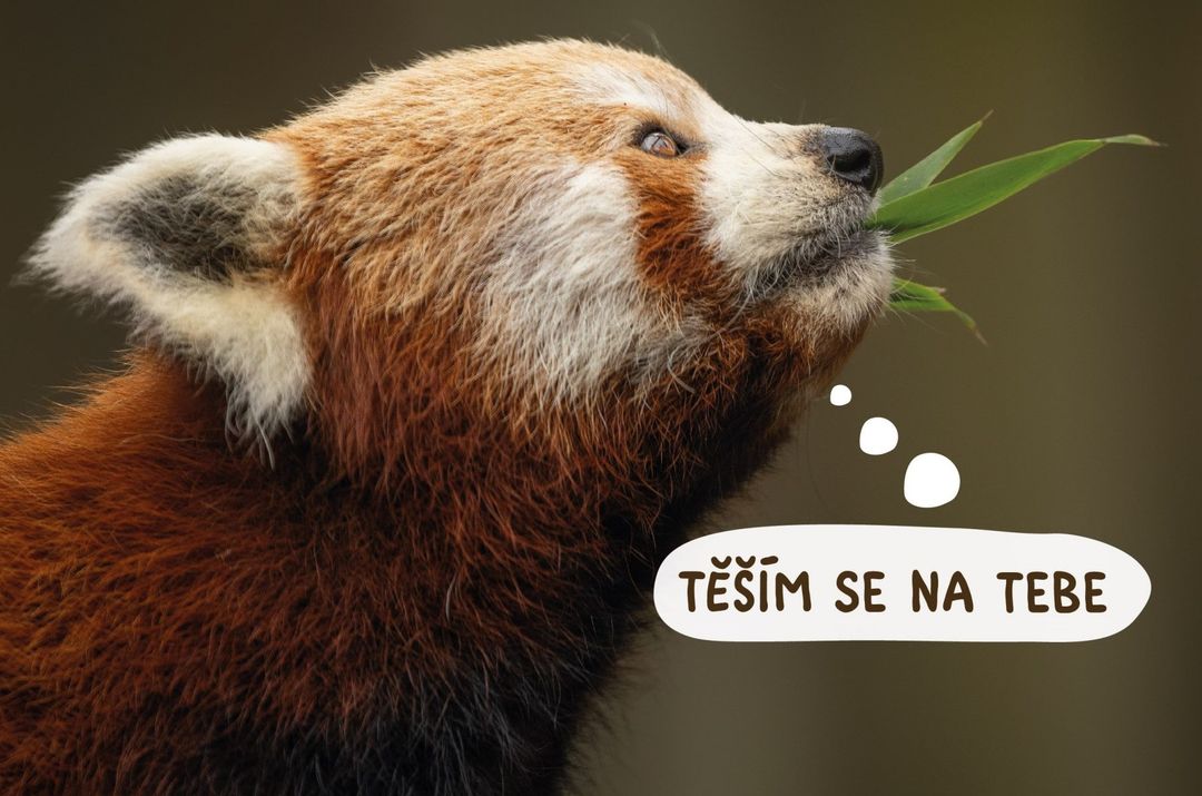 Den pandy červené