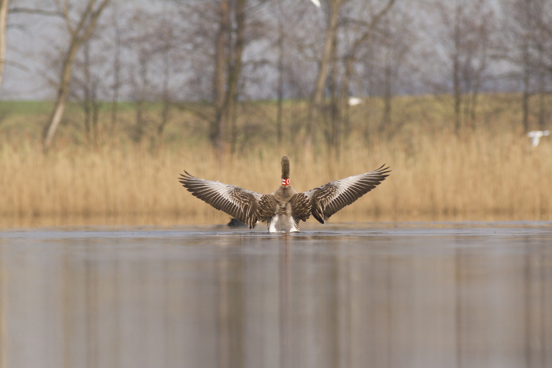 Science Café Jihlava: Svatomartinská husa, husy ve světě a jak je to s našimi divokými husami