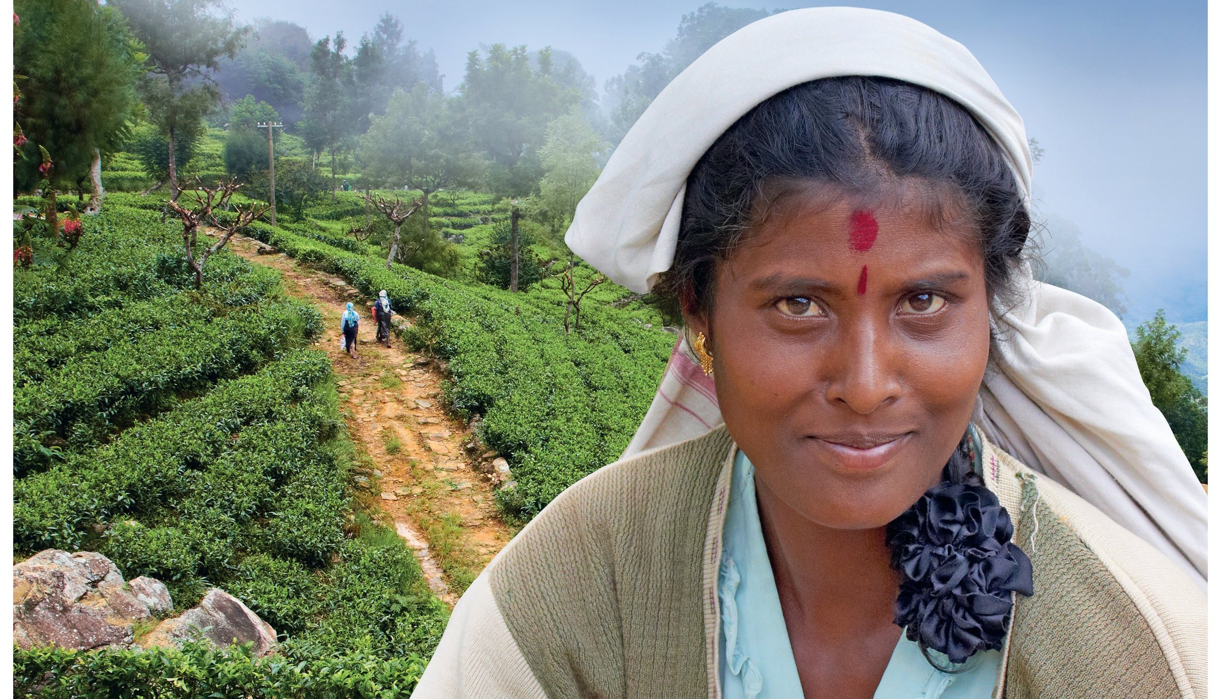 Srí Lanka – ostrov čaje a slonů