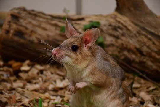 Světový den křečků