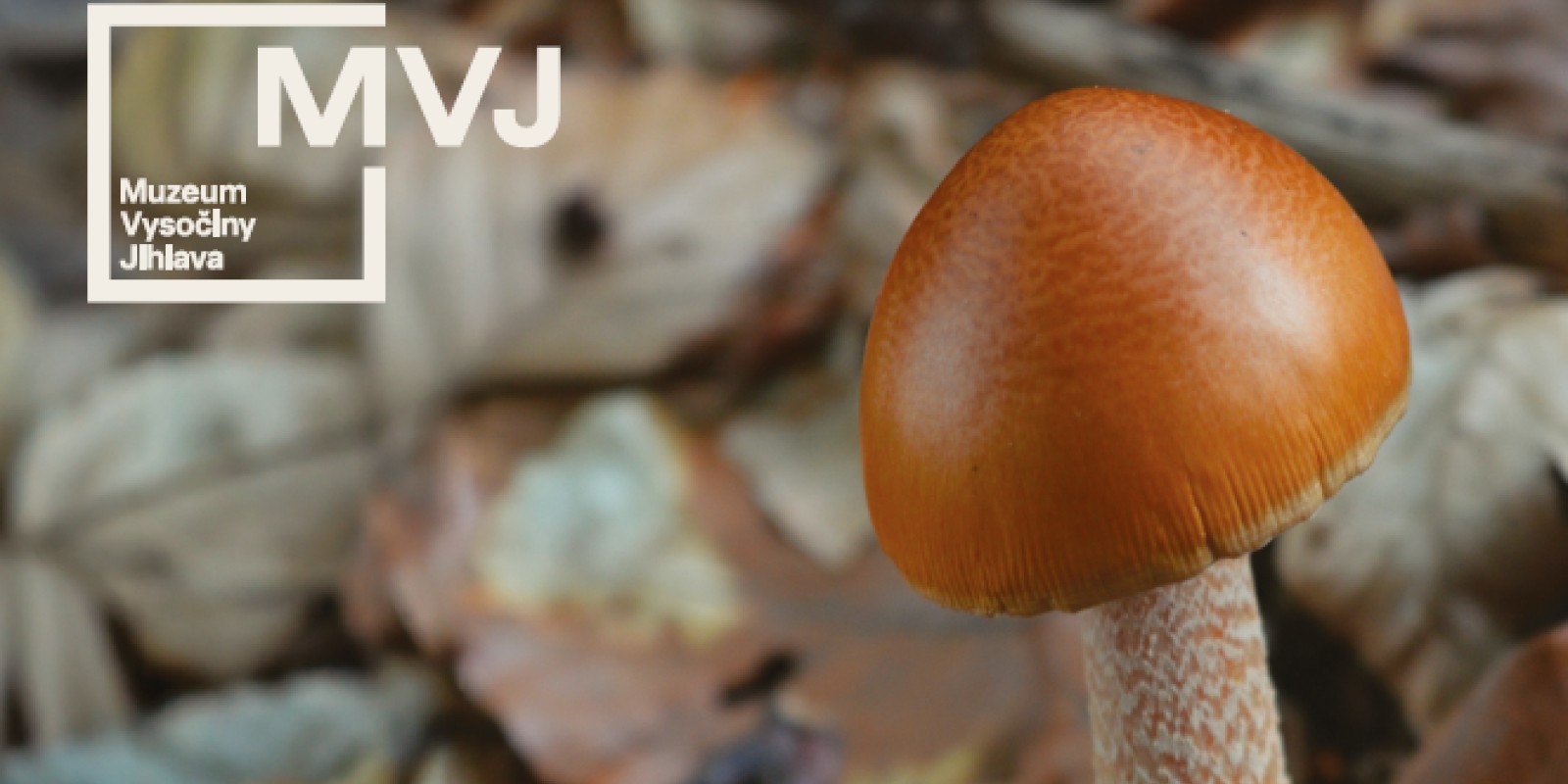 Jarní mykologická poradna 2026