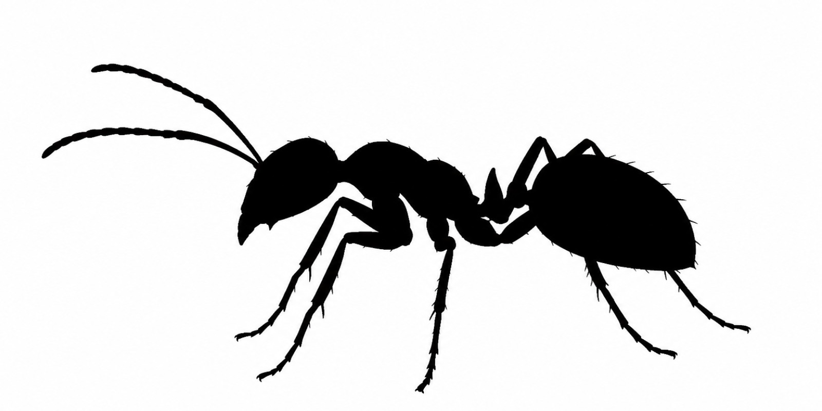 Antfest