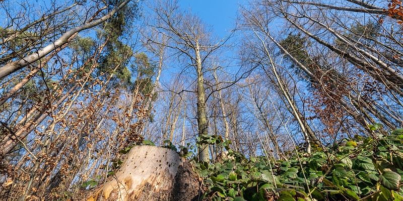 Fotografie 1