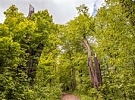 Adoptujte strom a podpořte péči o jihlavskou zeleň