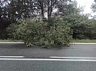 Hasiči na Vysočině odstraňovali popadané stromy, nejvíce zásahů měli na Havlíčkobrodsku