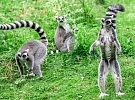 Noc snů: Zoo Jihlava otevře brány dětem s handicapem