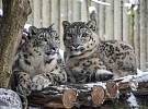 Jak zvířata v Zoo Jihlava přežívají zimu