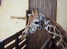 Do Zoo Jihlava dorazil první samec žirafy núbijské