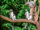 Zoo nabízí návštěvníkům večerní zážitky