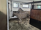 Dvojice samic zeber z naší zoo odcestovala do Polska