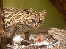 Zoo Jihlava získá nový výběh pro kočky a karakaly